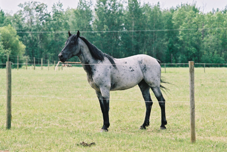 Blue Boy, in his prime